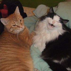 Meet your Posher, Dawn